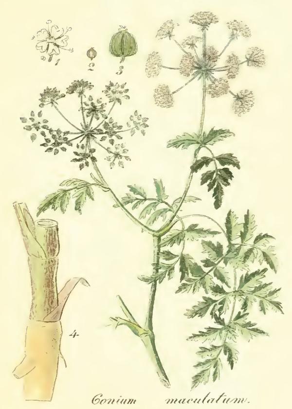 Lam.VTax1560.Lam5