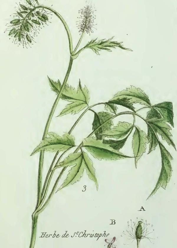 Lam.VTax161.Lam2