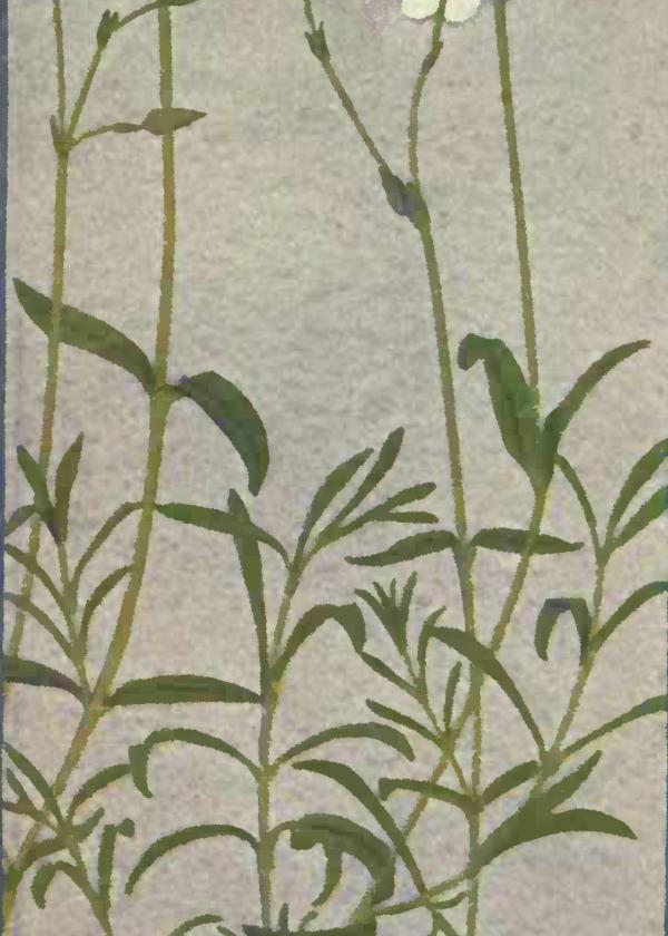 Lam.VTax1915.Lam6