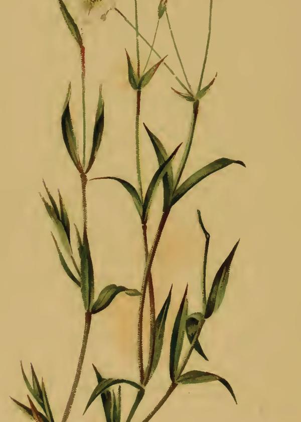 Lam.VTax1915.Lam8