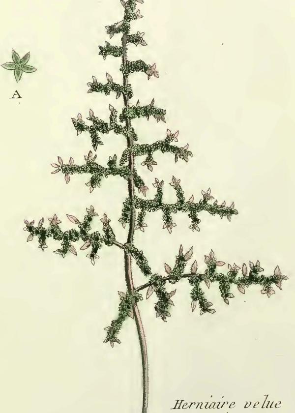 Lam.VTax1962.Lam2