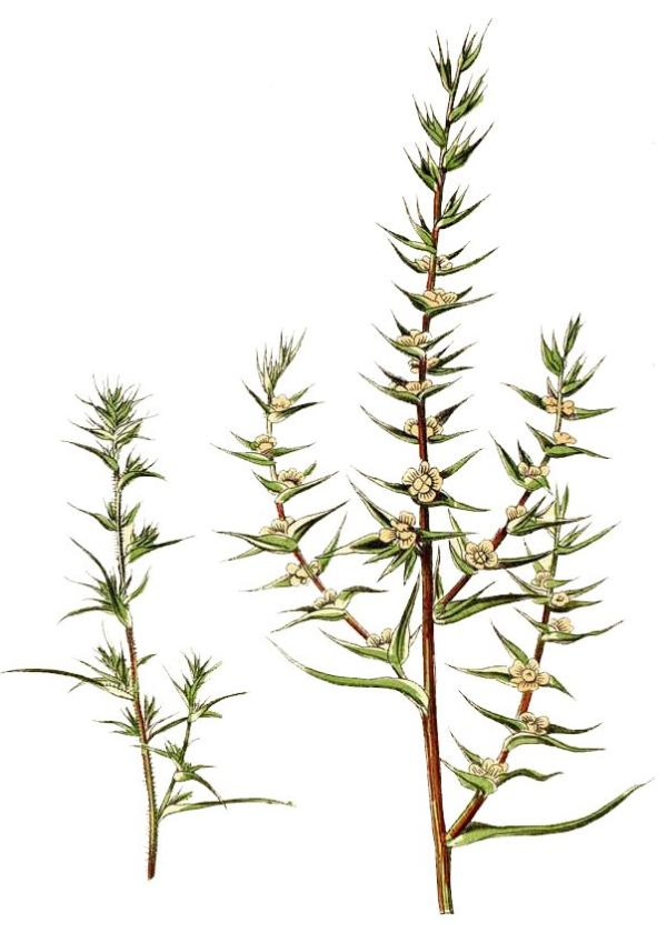 Lam.VTax2101.Lam4