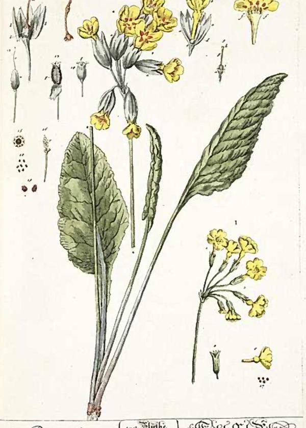 Lam.VTax2171.Lam9