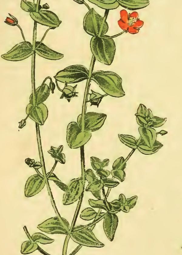 Lam.VTax2195.Lam10