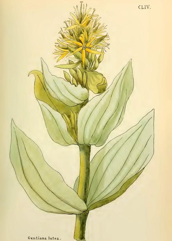 Lam.VTax2268.Lam10
