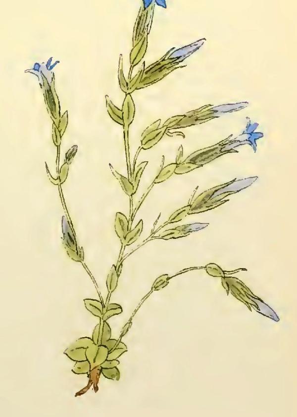 Lam.VTax2274.Lam5