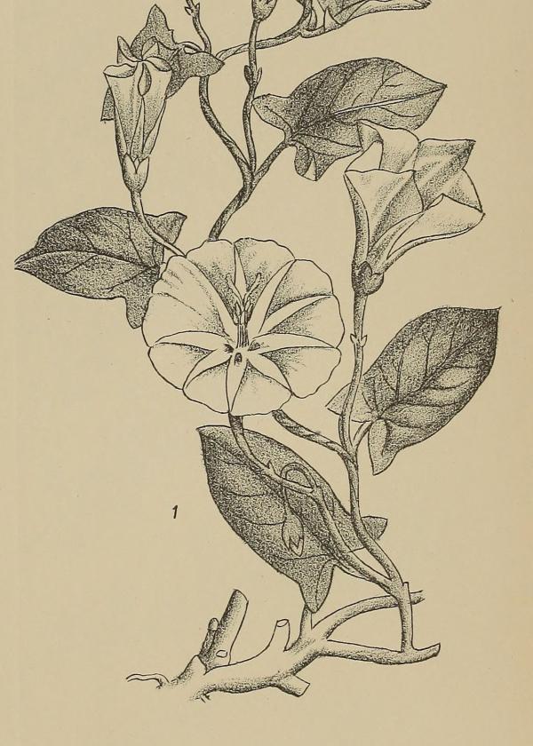 Lam.VTax2304.Lam5