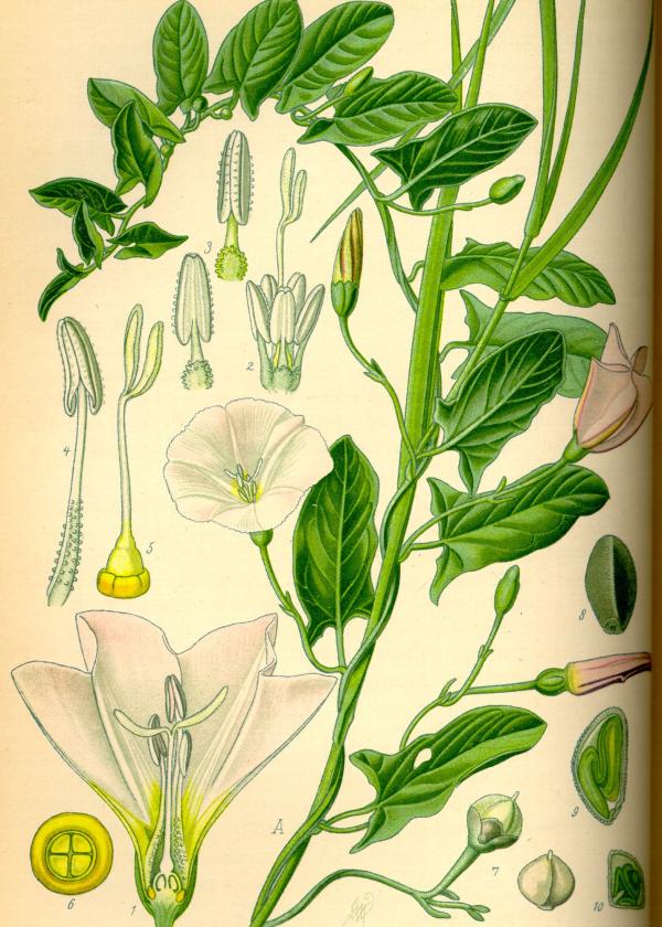 Lam.VTax2304.Lam7