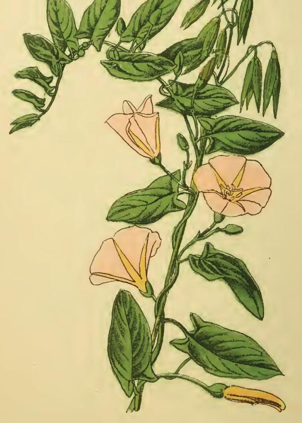 Lam.VTax2304.Lam8