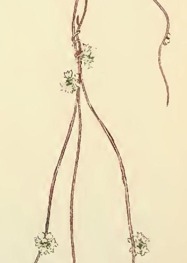 Lam.VTax2313.Lam5
