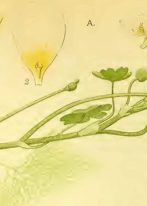 Lam.VTax235.Lam5
