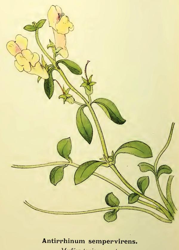 Lam.VTax2610.Lam1