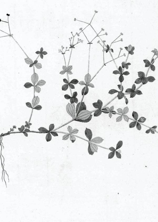 Lam.VTax2818.Lam1
