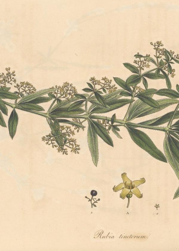 Lam.VTax2860.Lam5