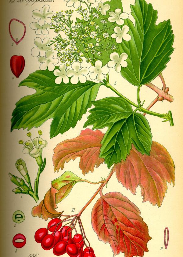 Lam.VTax2864.Lam6