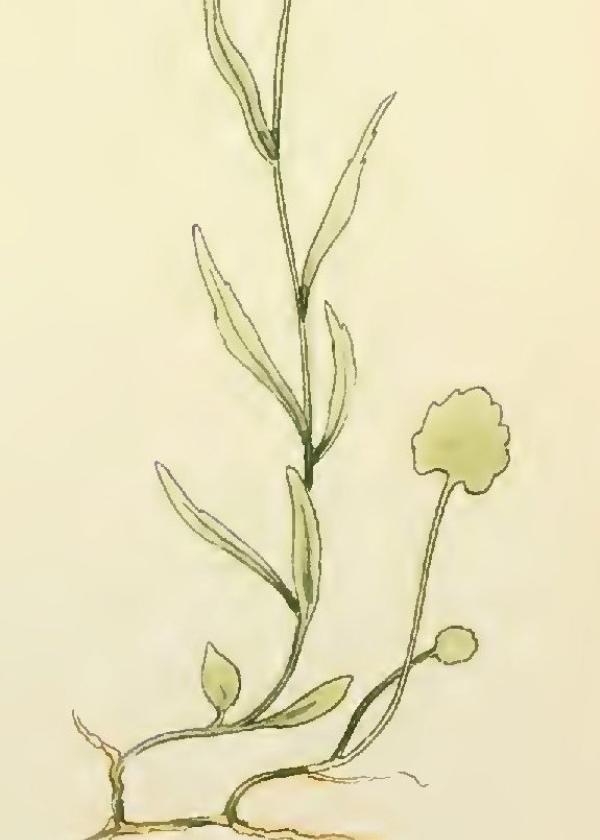 Lam.VTax2956.Lam2
