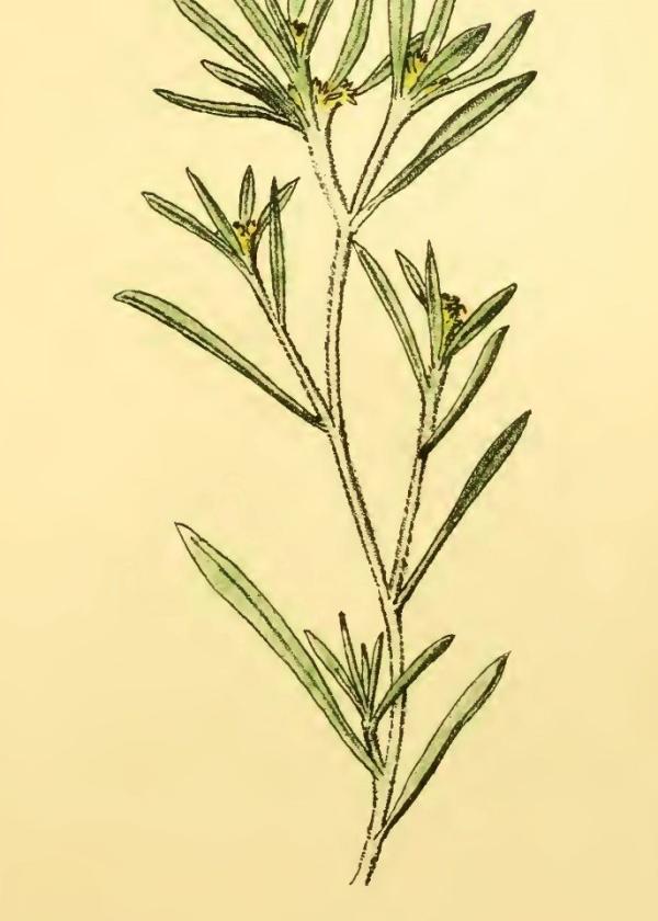 Lam.VTax3028.Lam4