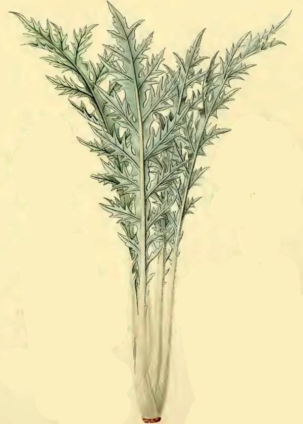 Lam.VTax3240.Lam3