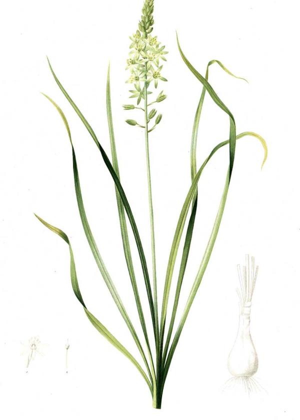 Lam.VTax3545.Lam1