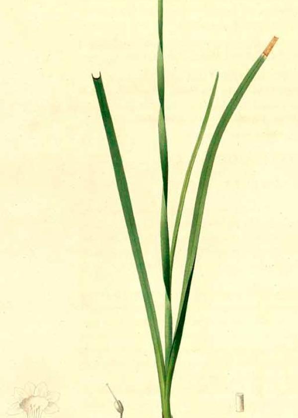 Lam.VTax3610.Lam1