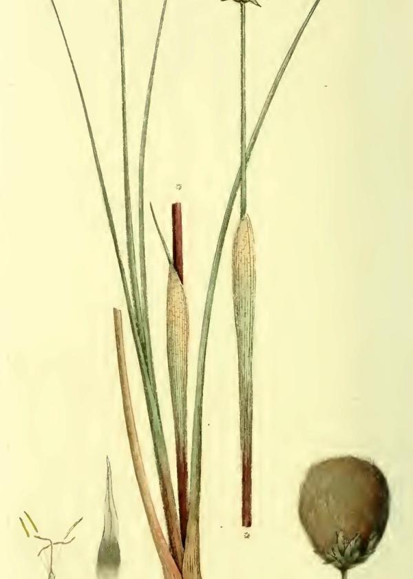 Lam.VTax3710.Lam2
