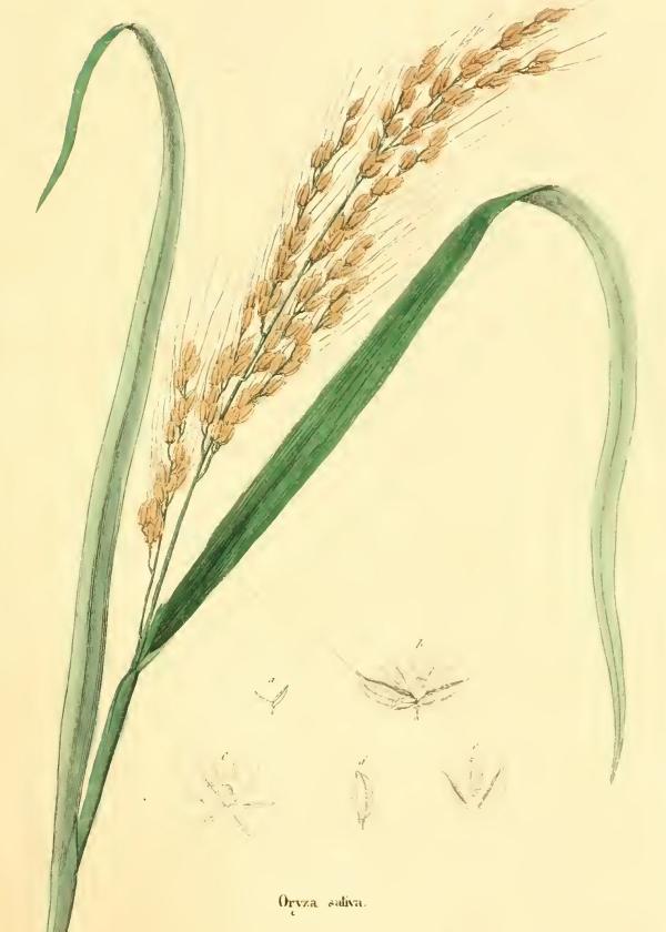 Lam.VTax3825.Lam3