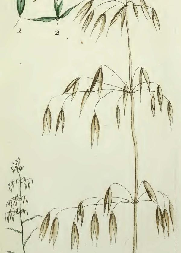 Lam.VTax4010.Lam1