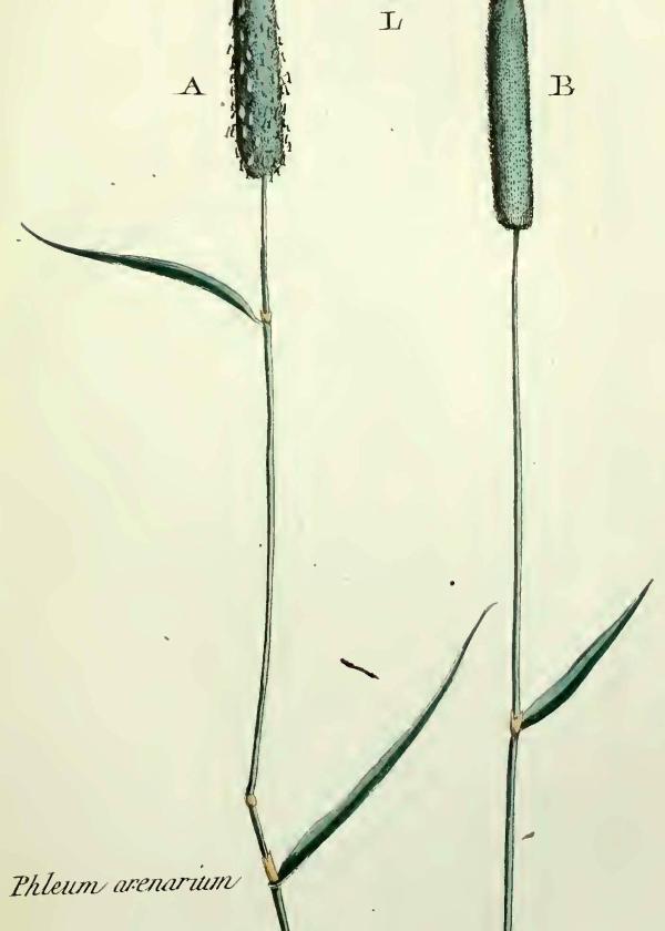 Lam.VTax4092.Lam1