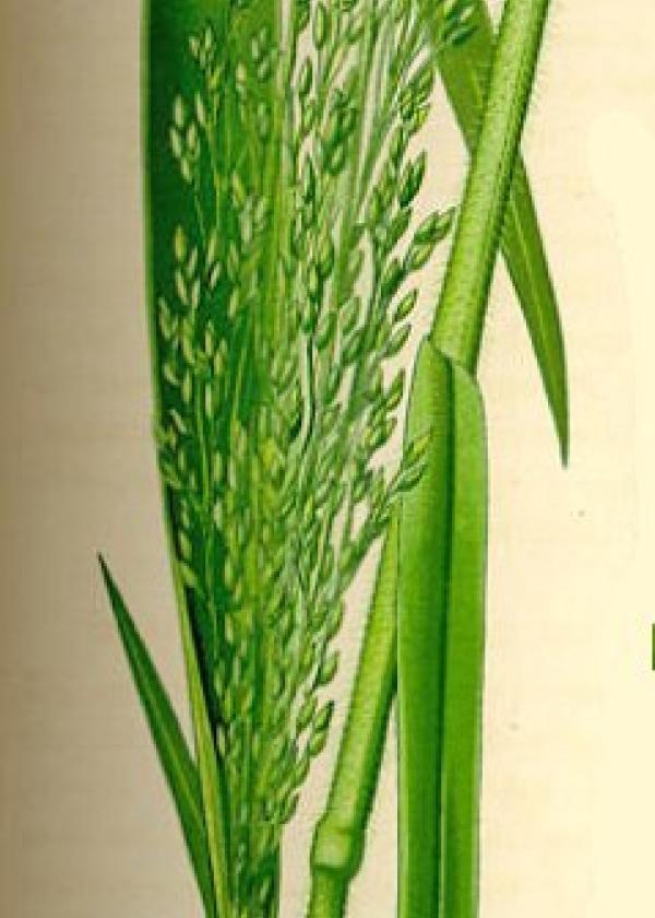 Lam.VTax4171.Lam1