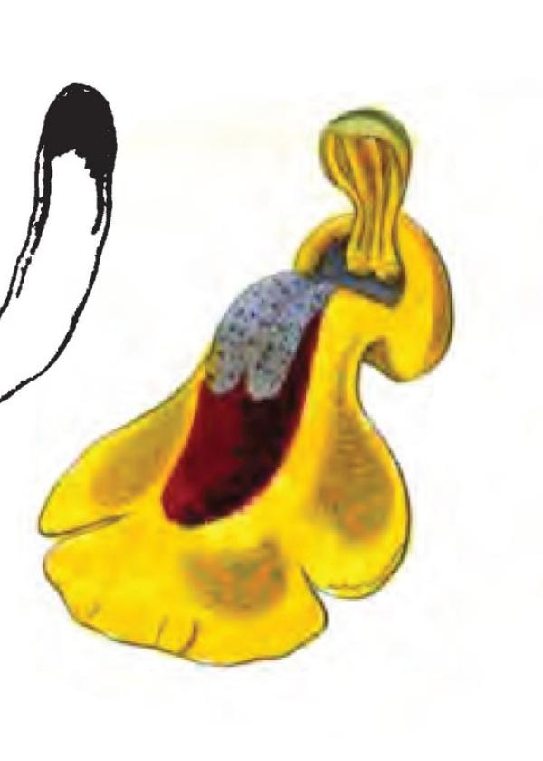 Lam.VTax4295.Lam4