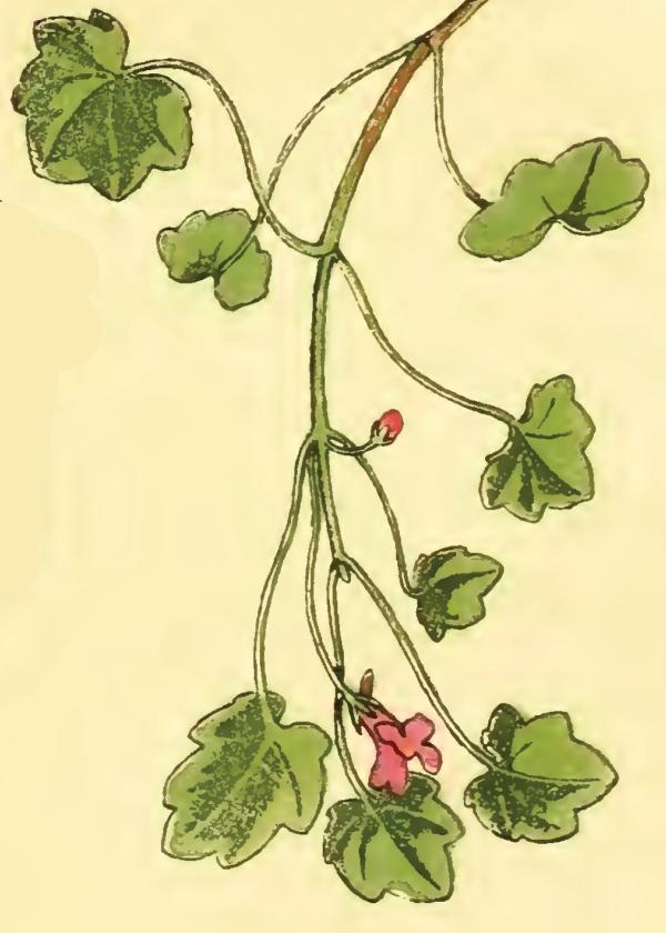 Lam.VTax4456.Lam3