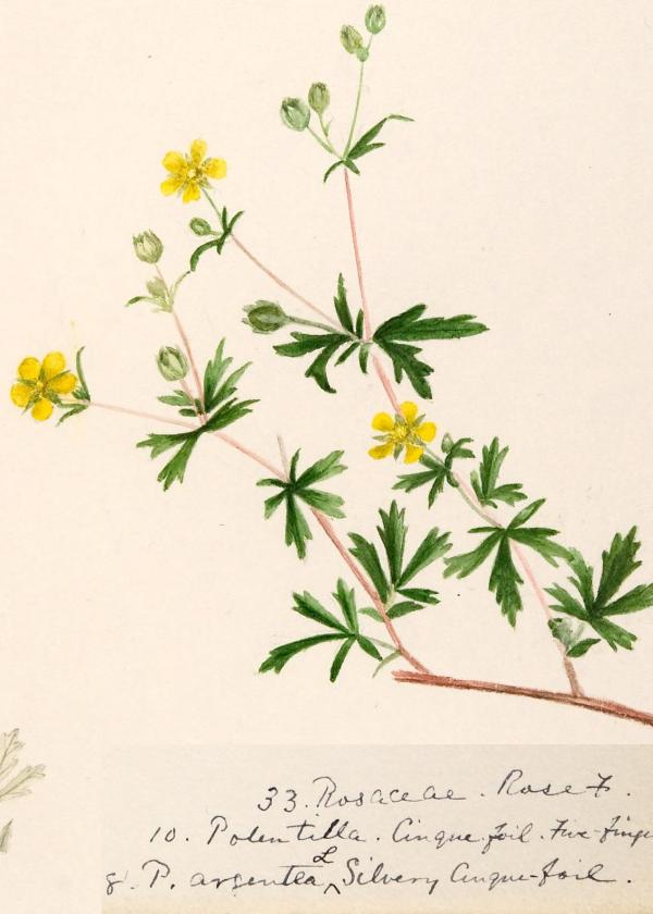 Lam.VTax454.Lam3