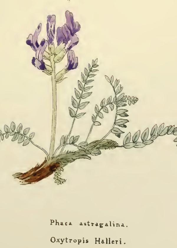 Lam.VTax4625.Lam3