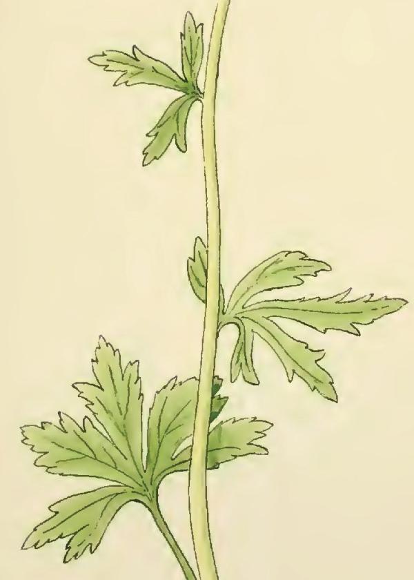 Lam.VTax4749.Lam12