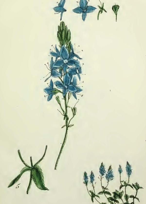 Lam.VTax4755.Lam2