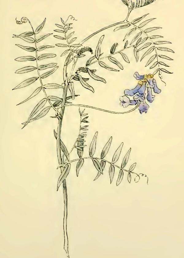 Lam.VTax670.Lam3