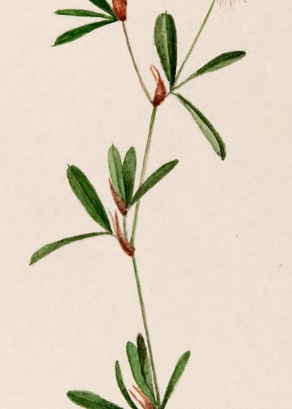 Lam.VTax800.Lam6