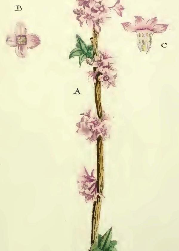 Lam.VTax928.Lam4