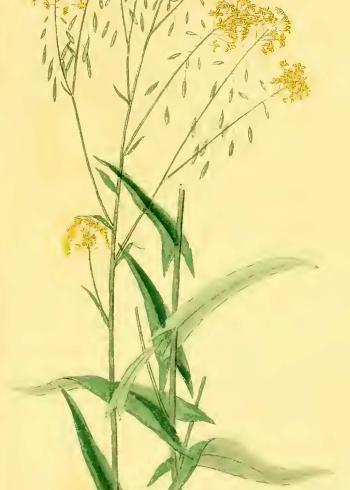 Lam.VTax1008.Lam4