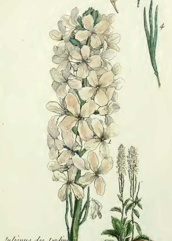 Lam.VTax1055.Lam3
