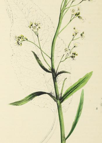 Lam.VTax1071.Lam4