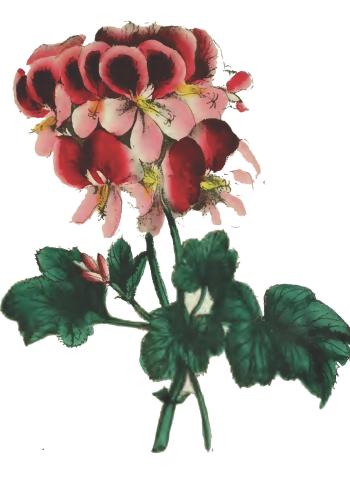 Lam.VTax1369.Lam3