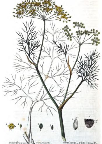 Lam.VTax1555.Lam3