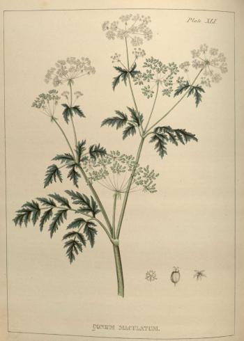 Lam.VTax1560.Lam4