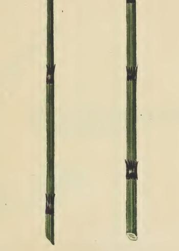 Lam.VTax16.Lam3