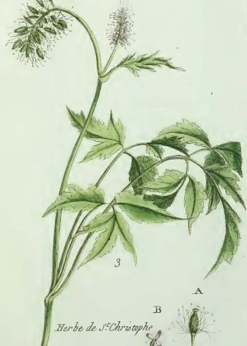Lam.VTax161.Lam2