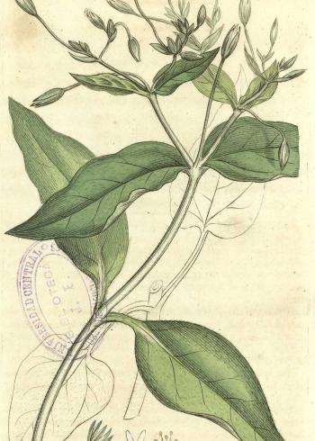 Lam.VTax1901.Lam1