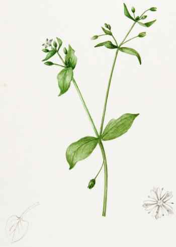 Lam.VTax1904.Lam3
