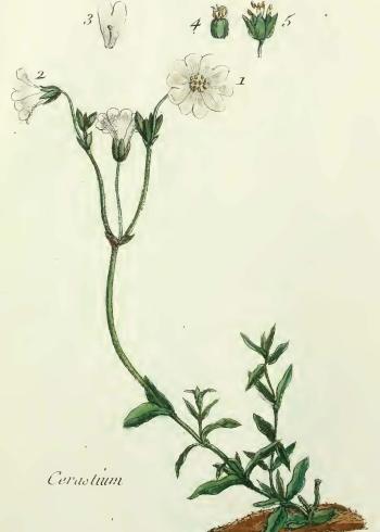 Lam.VTax1915.Lam4