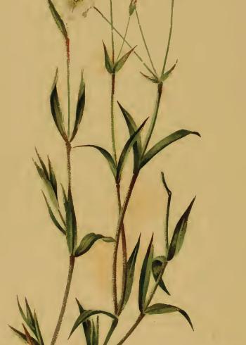 Lam.VTax1915.Lam8